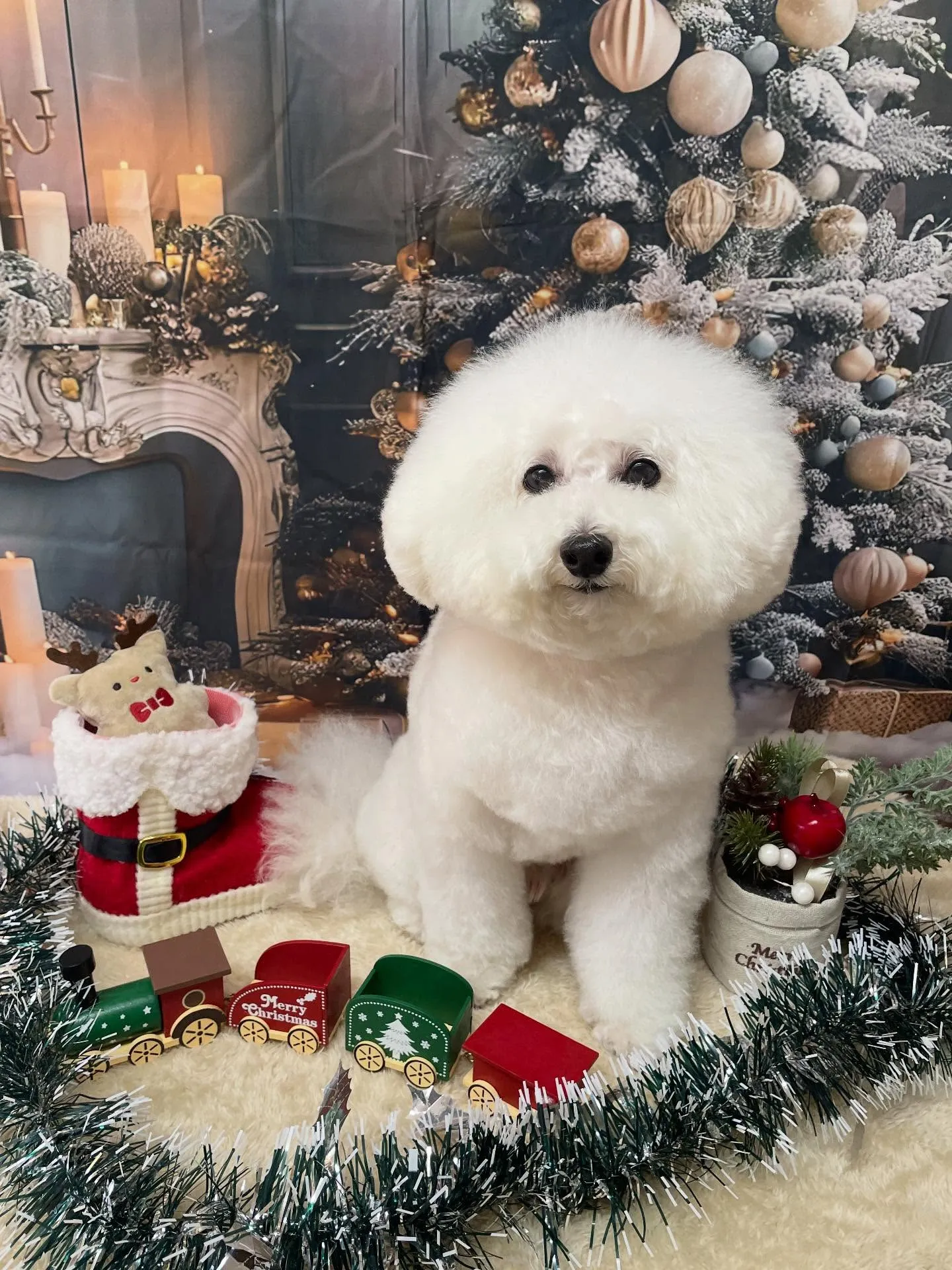 🍃今日のトリミング🍃プードル🐶|名東区・千種区・守山区の動物...