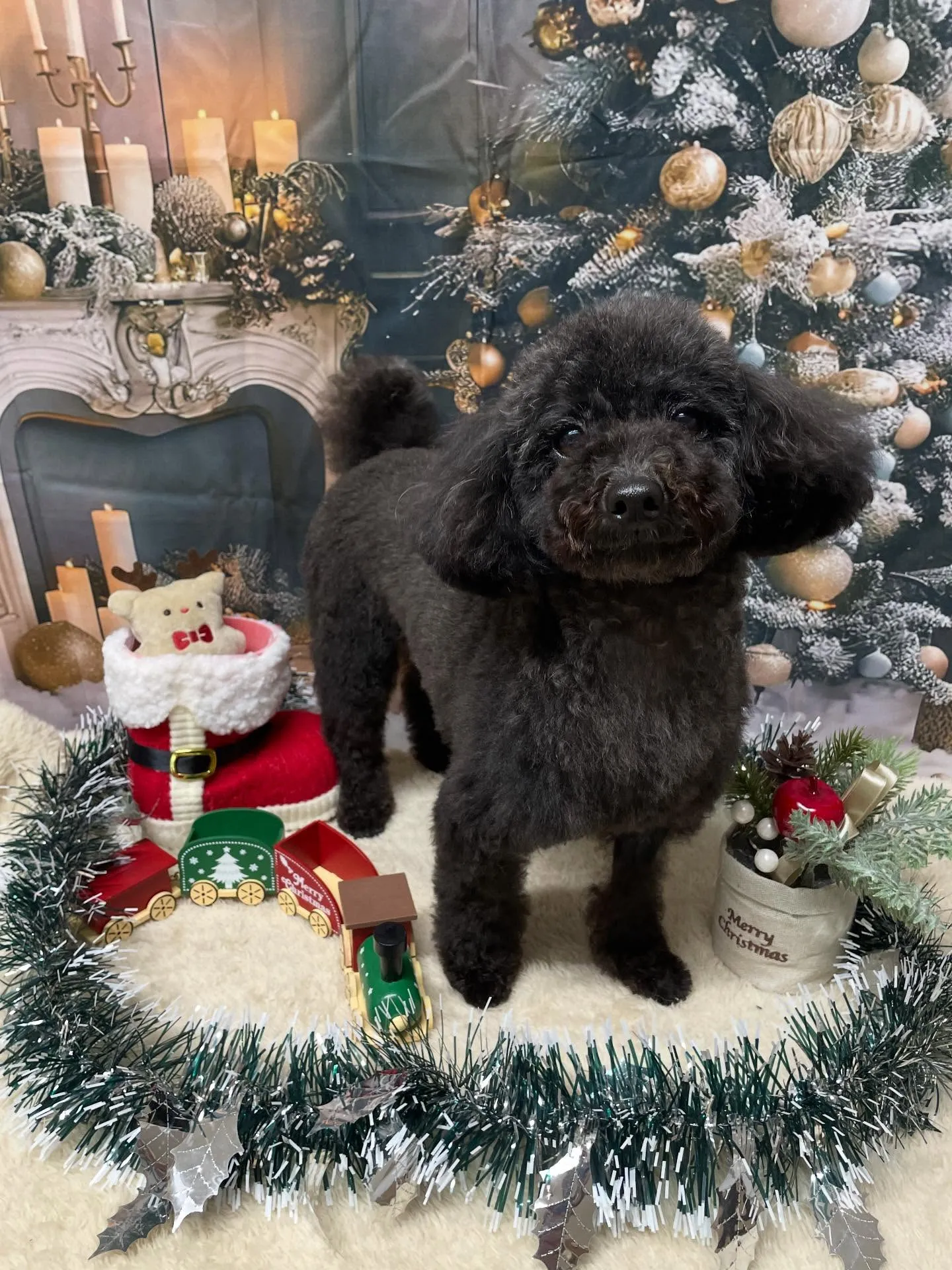 🍃今日のトリミング🍃プードル🐶|名東区・千種区・守山区の動物...