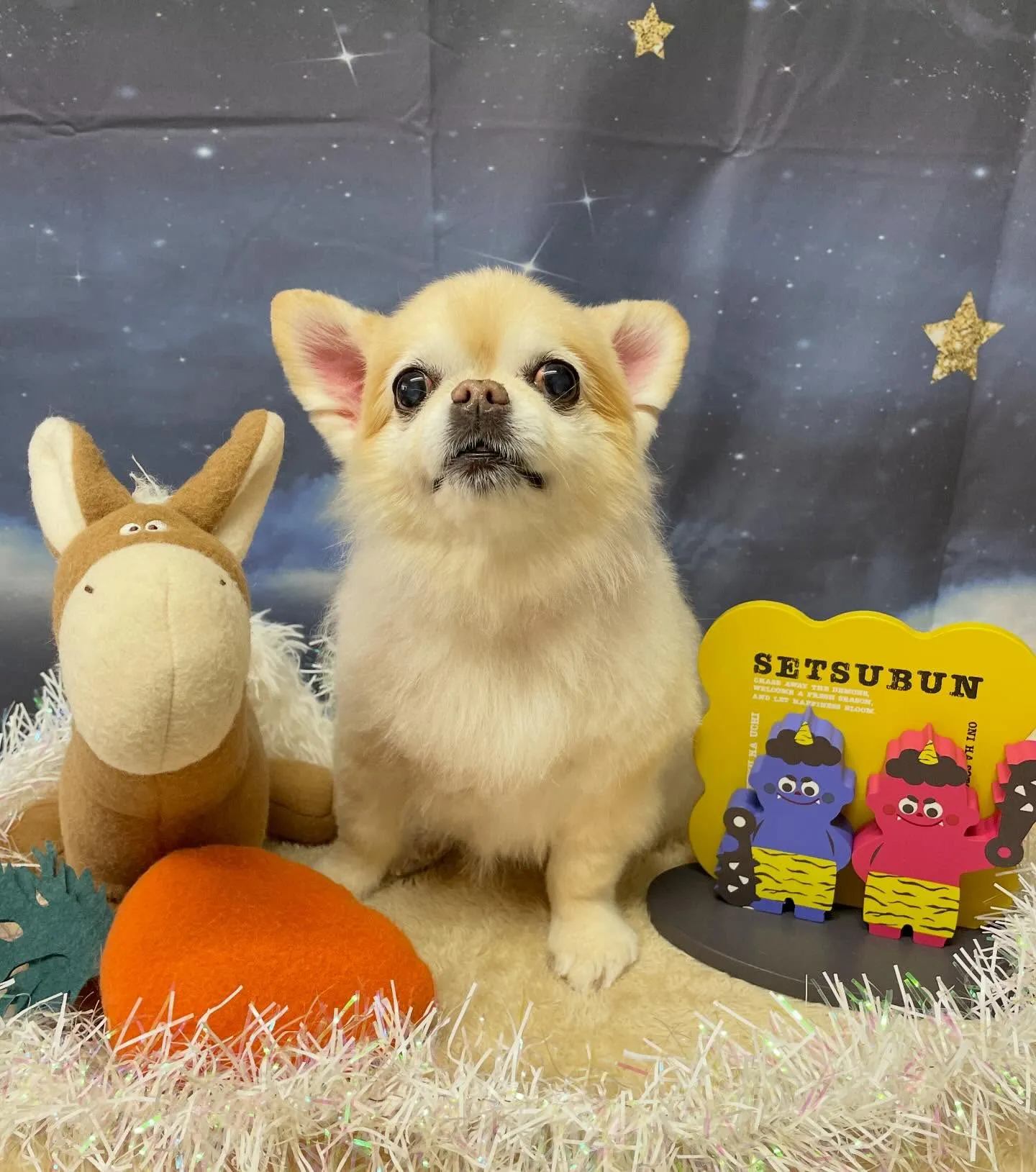 🍃1/23のトリミング🍃チワワ🐶|名東区・千種区・守山区の動...