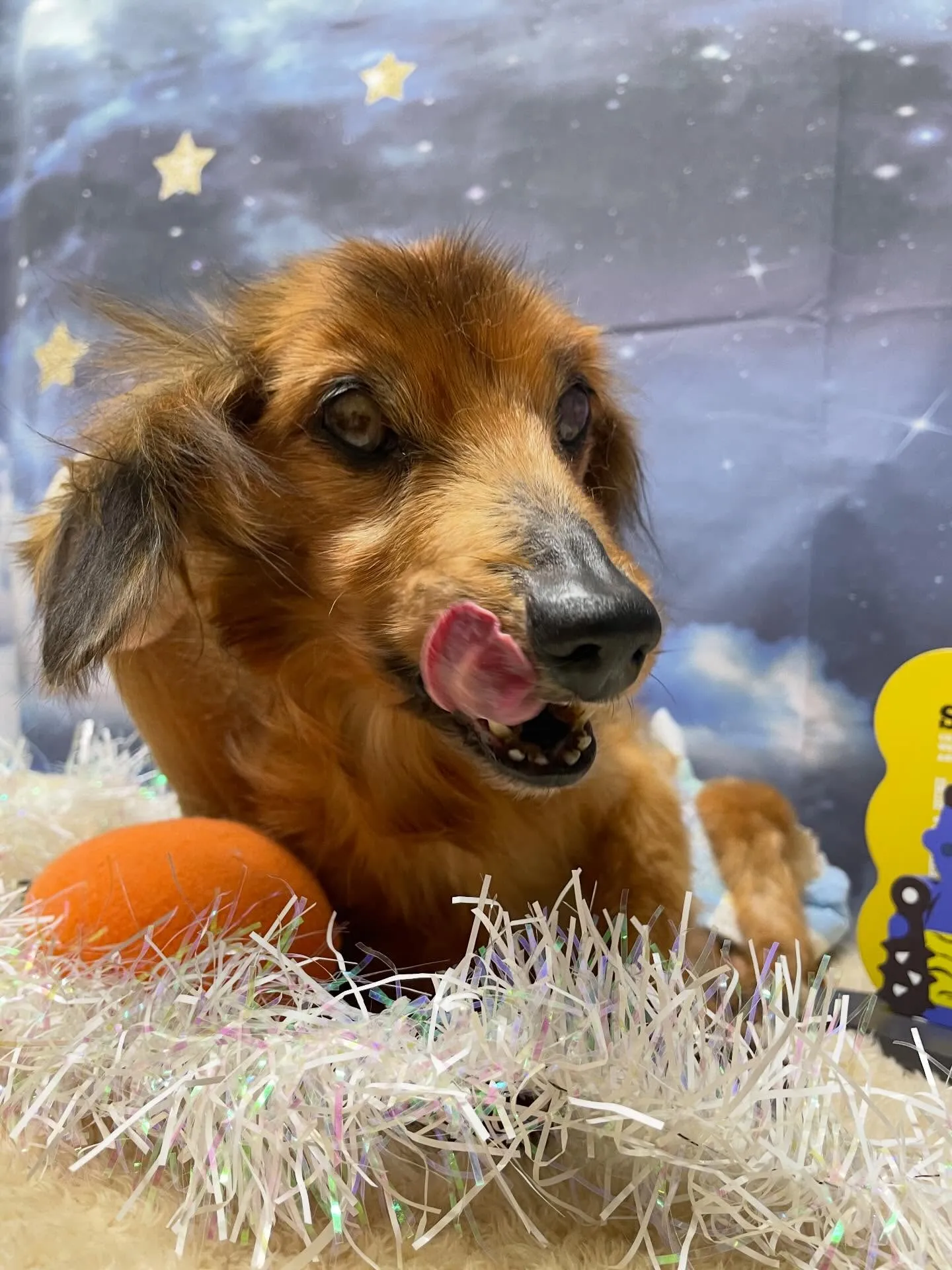 🍃1/23のトリミング🍃ダックス🐶|名東区・千種区・守山区の...