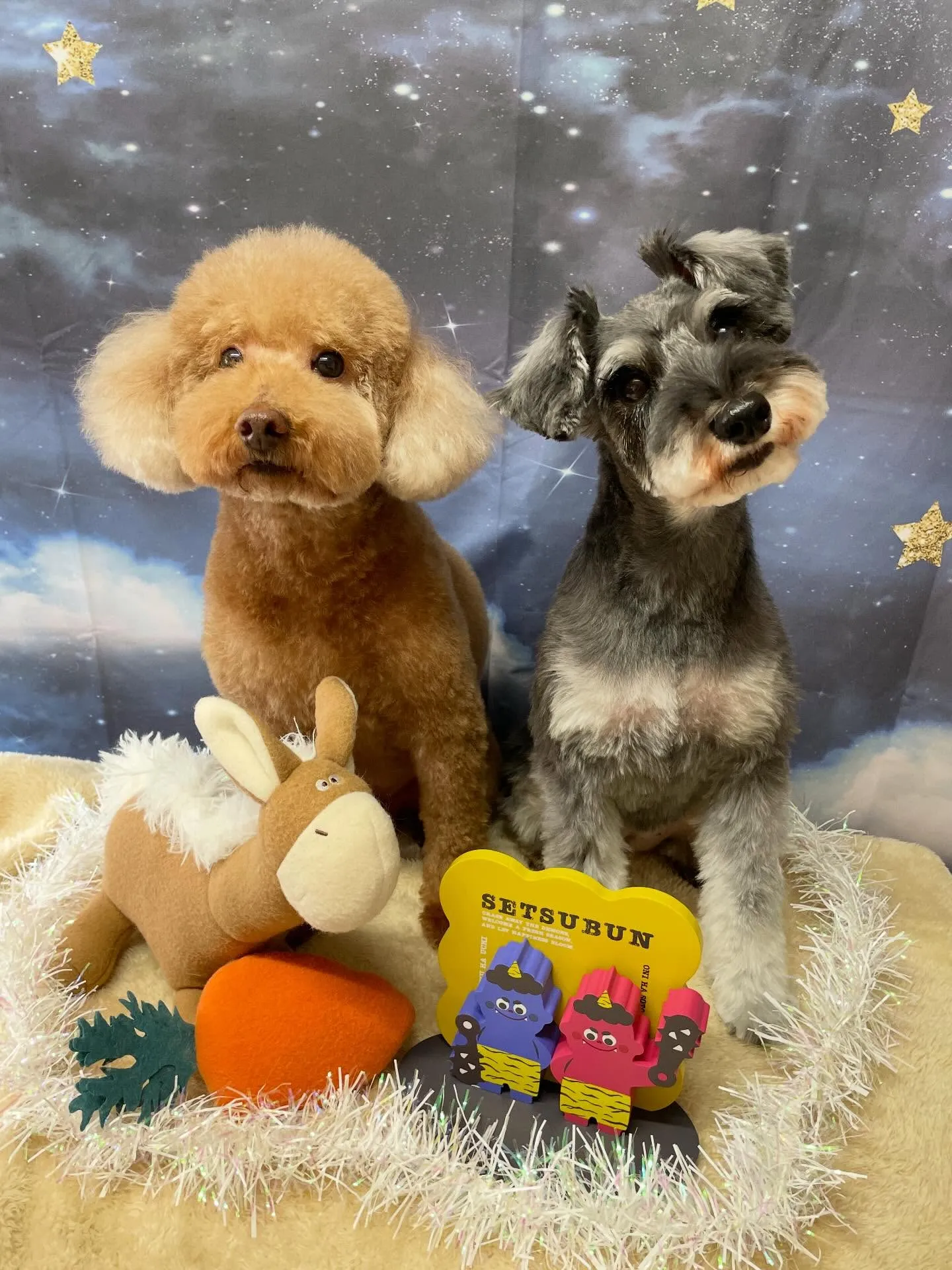 🍃1/24のトリミング🍃プードル🐶シュナウザー🐶|名東区・千...