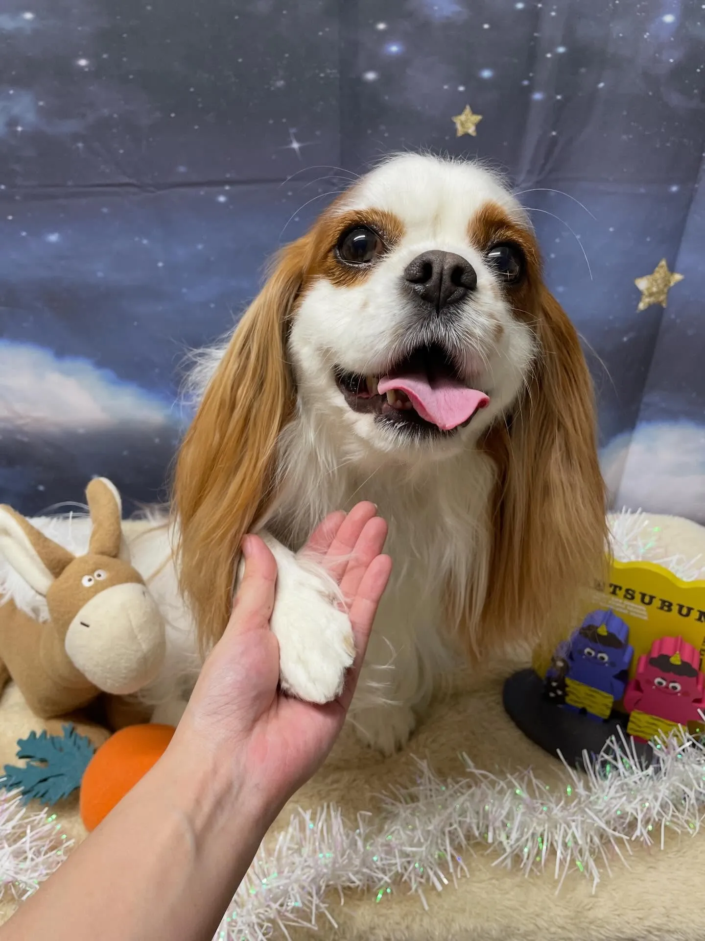 🍃1/24のトリミング🍃キャバリア🐶|名東区・千種区・守山区...