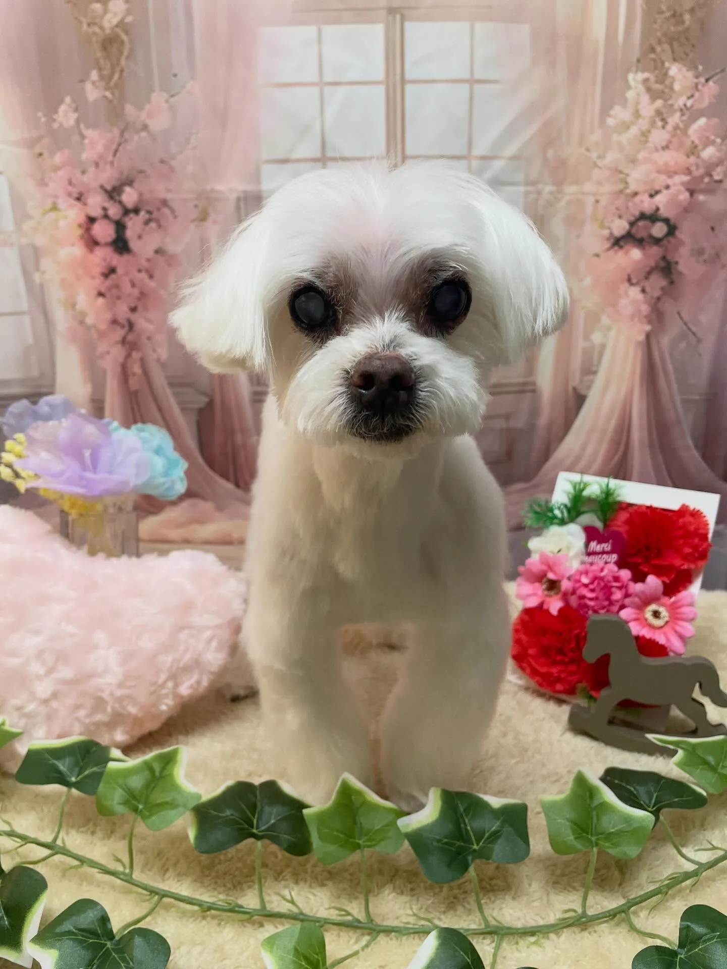 🍃3/22のトリミング🍃マルチーズ🐶|名東区・千種区・守山区...