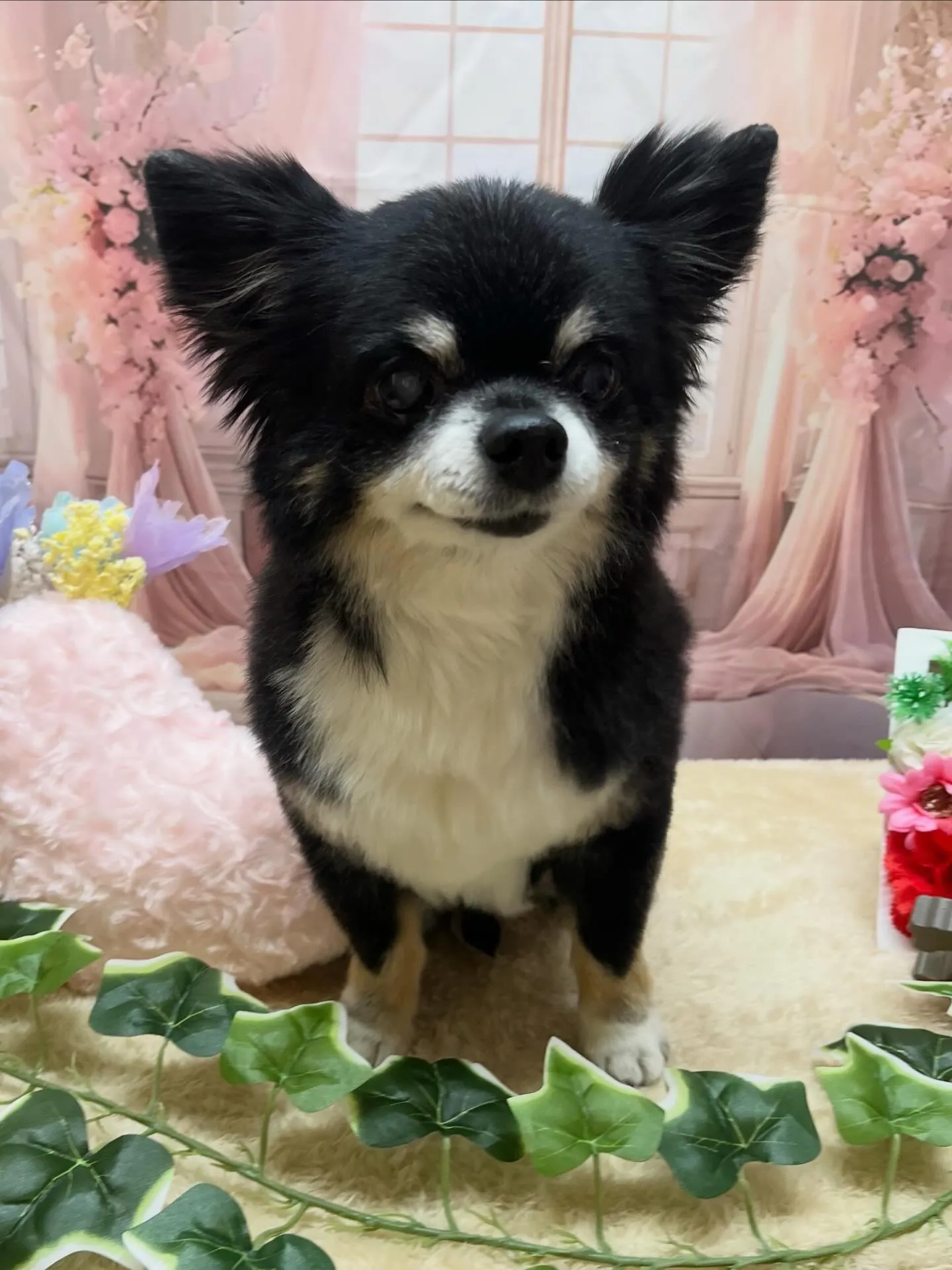 🍃3/21のトリミング🍃チワワ🐶|名東区・千種区・守山区の動...