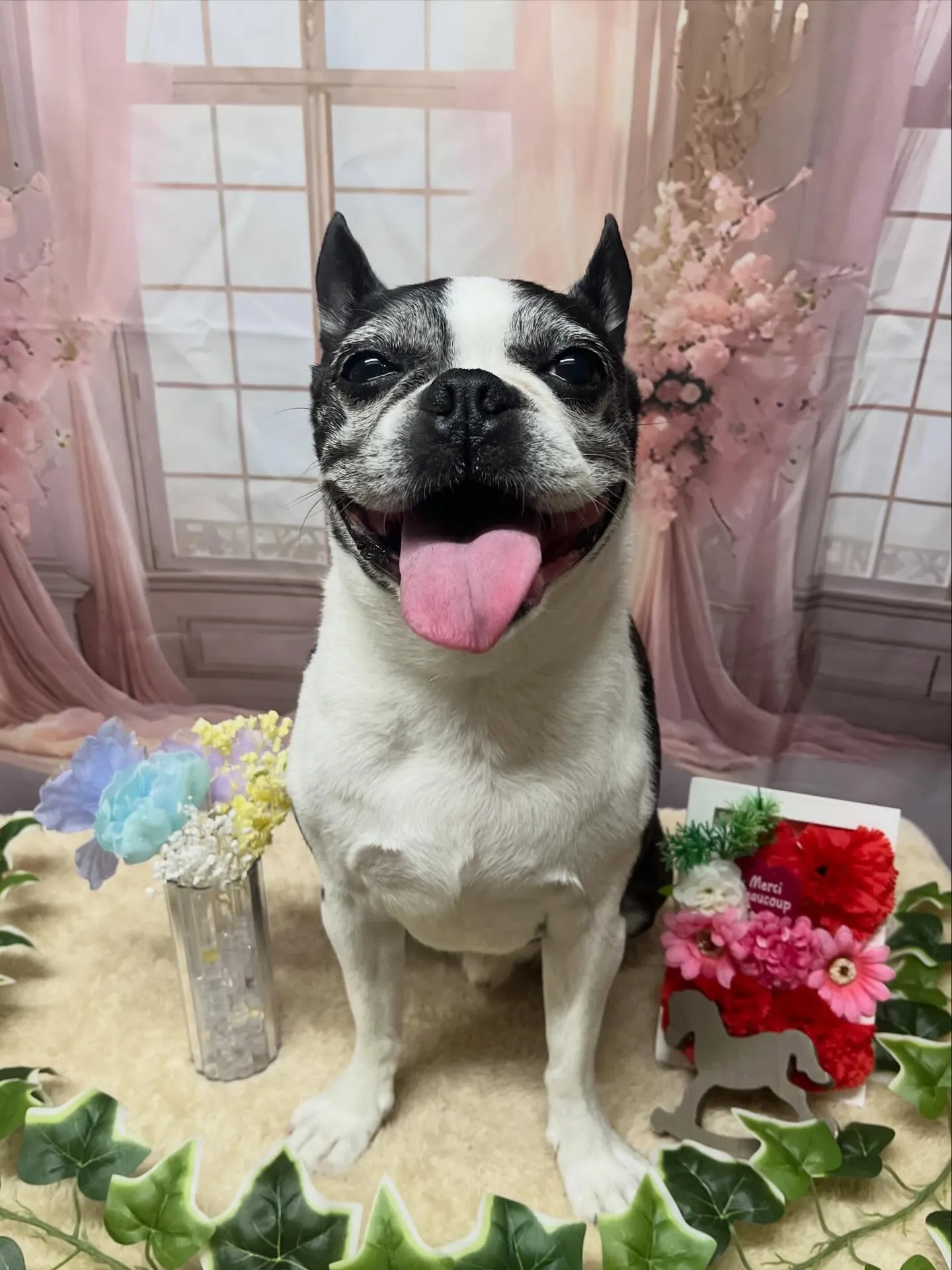 🍃3/24のトリミング🍃ボストンテリア🐶|名東区・千種区・守...