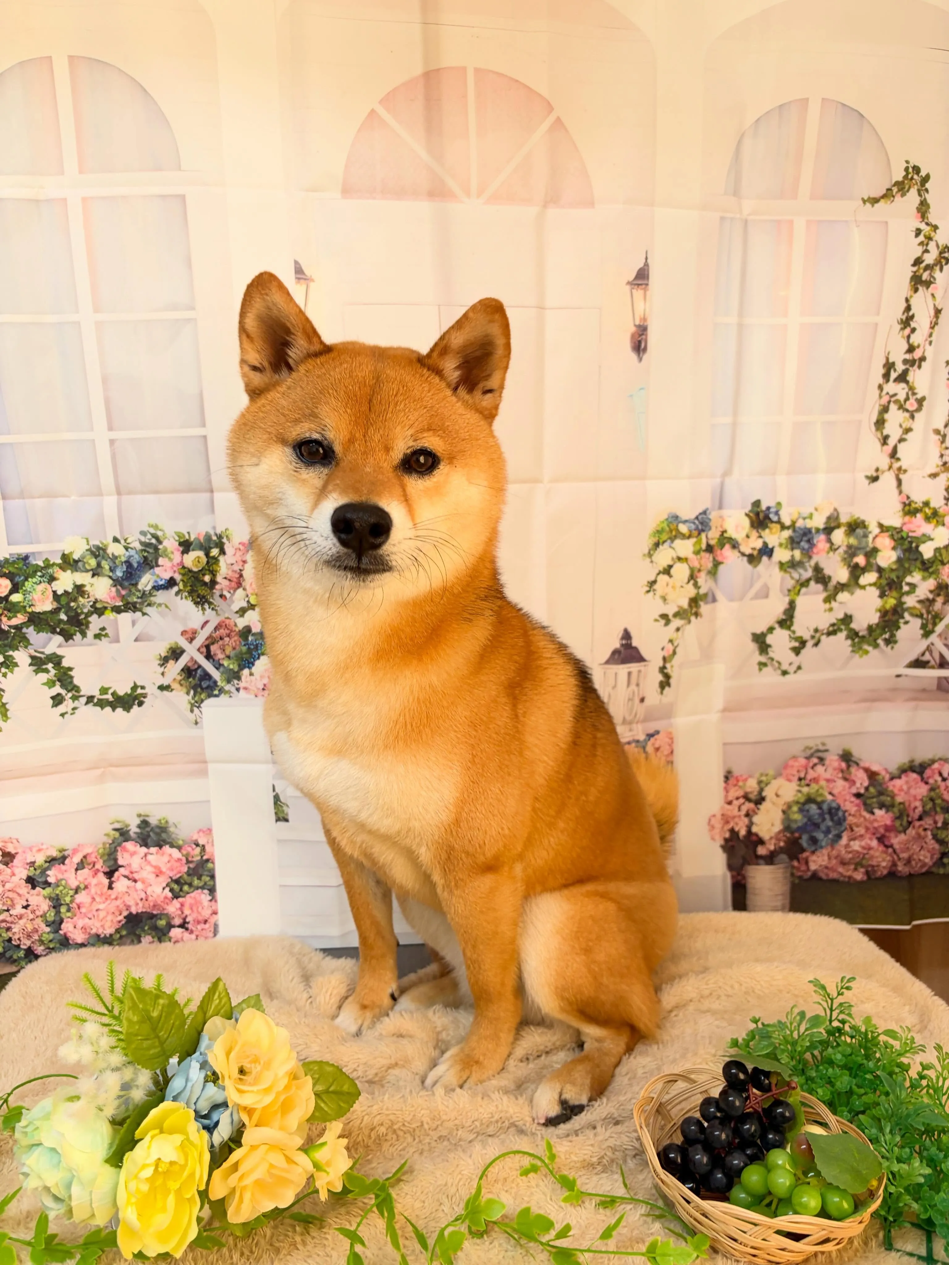🍃5/17のトリミング🍃柴犬🐶|名東区・千種区・守山区の動物...
