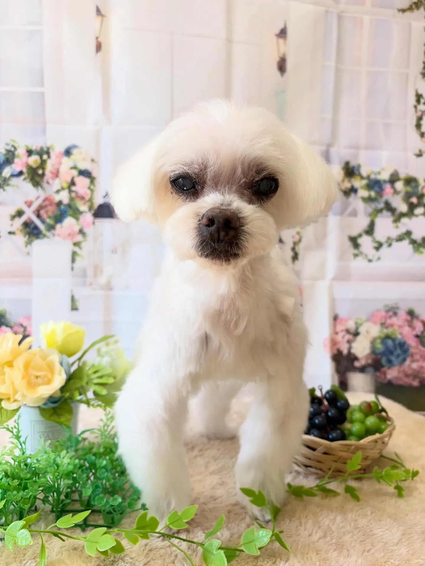 🍃5/17のトリミング🍃マルチーズ🐶|名東区・千種区・守山区...