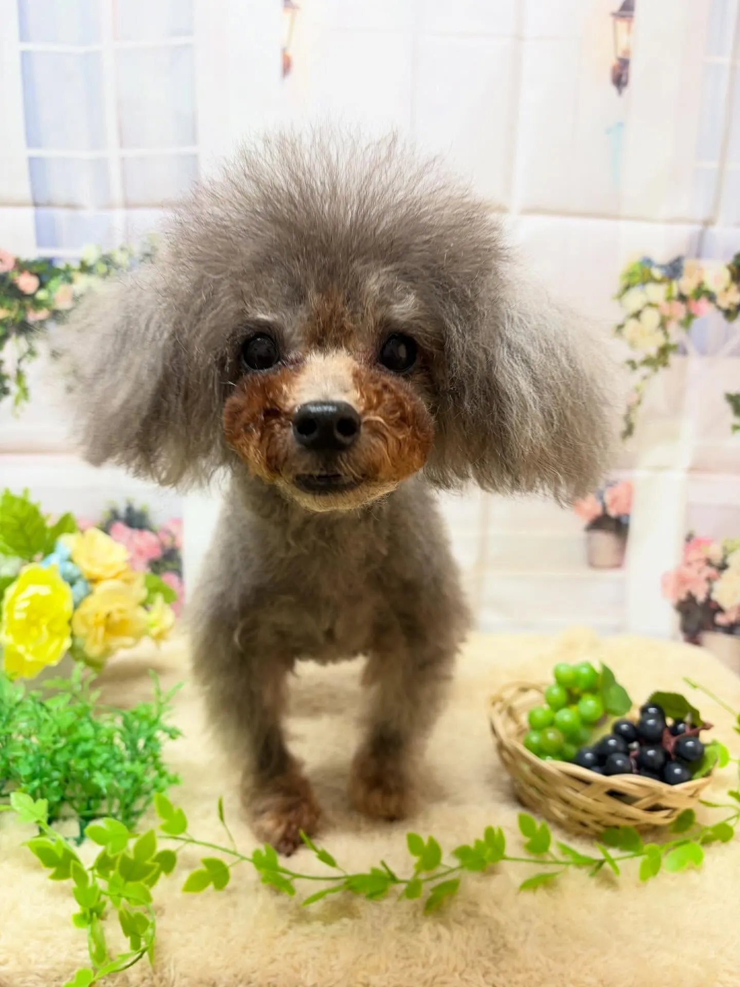🍃5/17のトリミング🍃プードル🐶|名東区・千種区・守山区の...