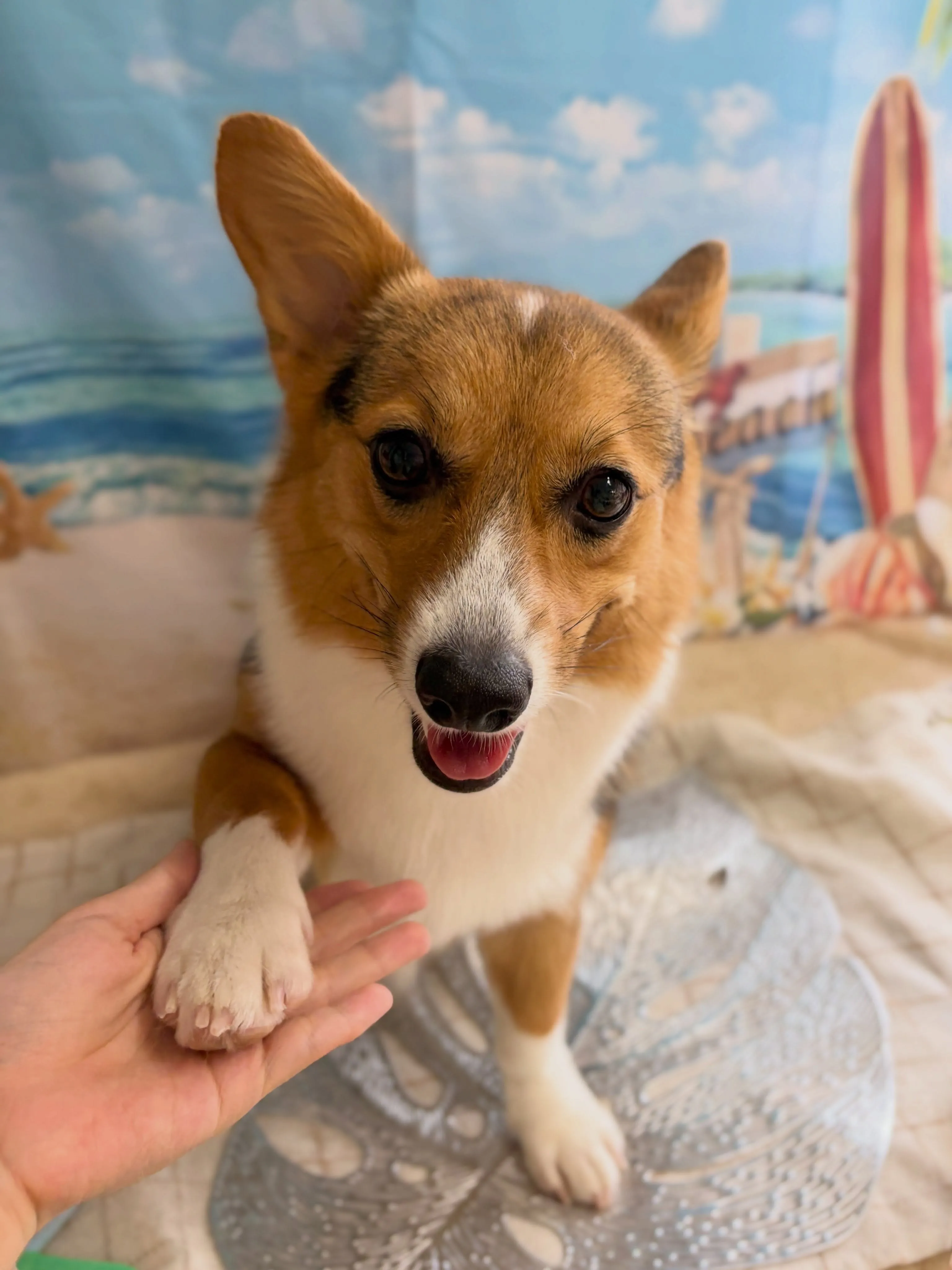 🍃7/19のトリミング🍃コーギー🐶|名東区・千種区・守山区の...