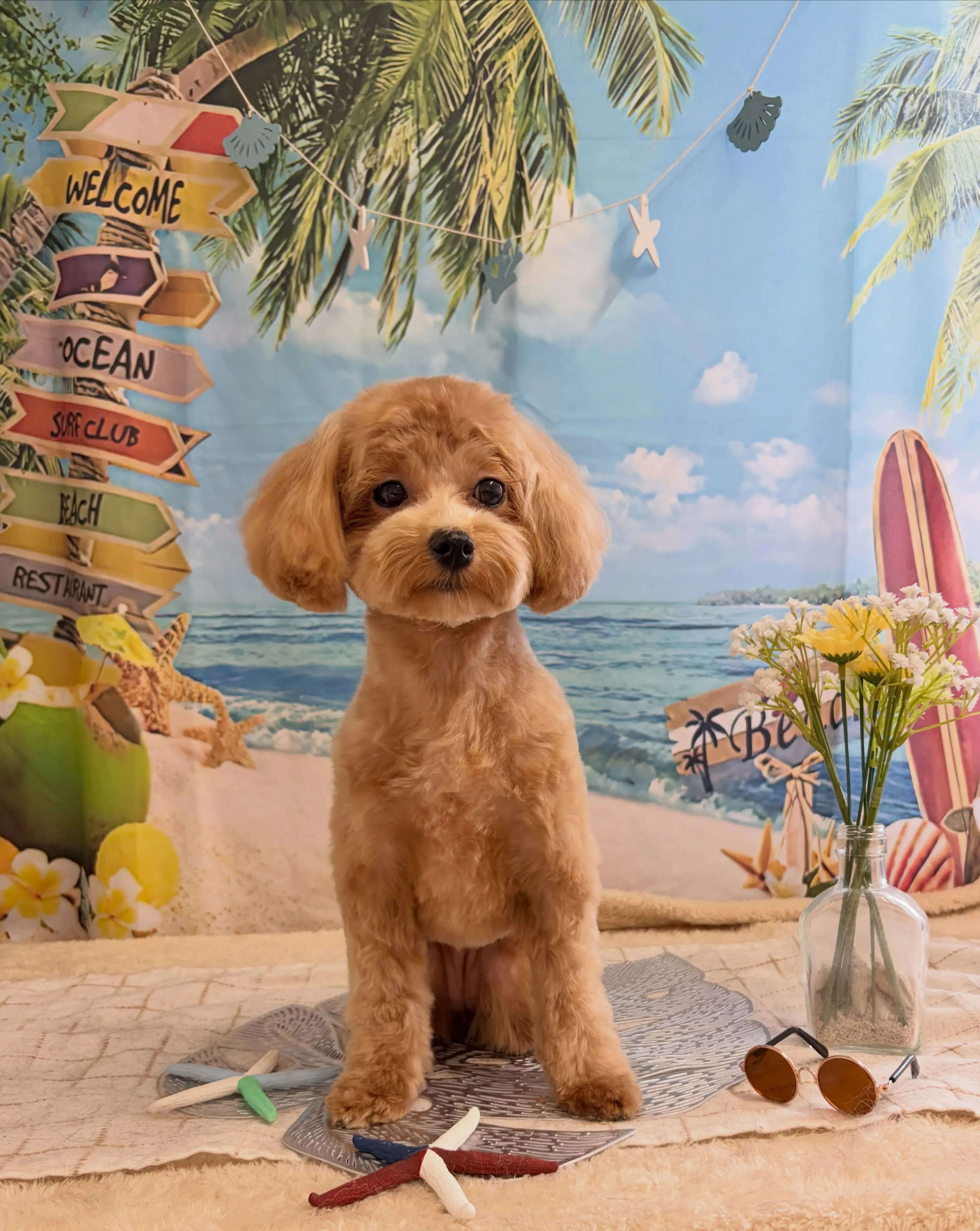 🍃7/20のトリミング🍃ミックス犬🐶|名東区・千種区・守山区...