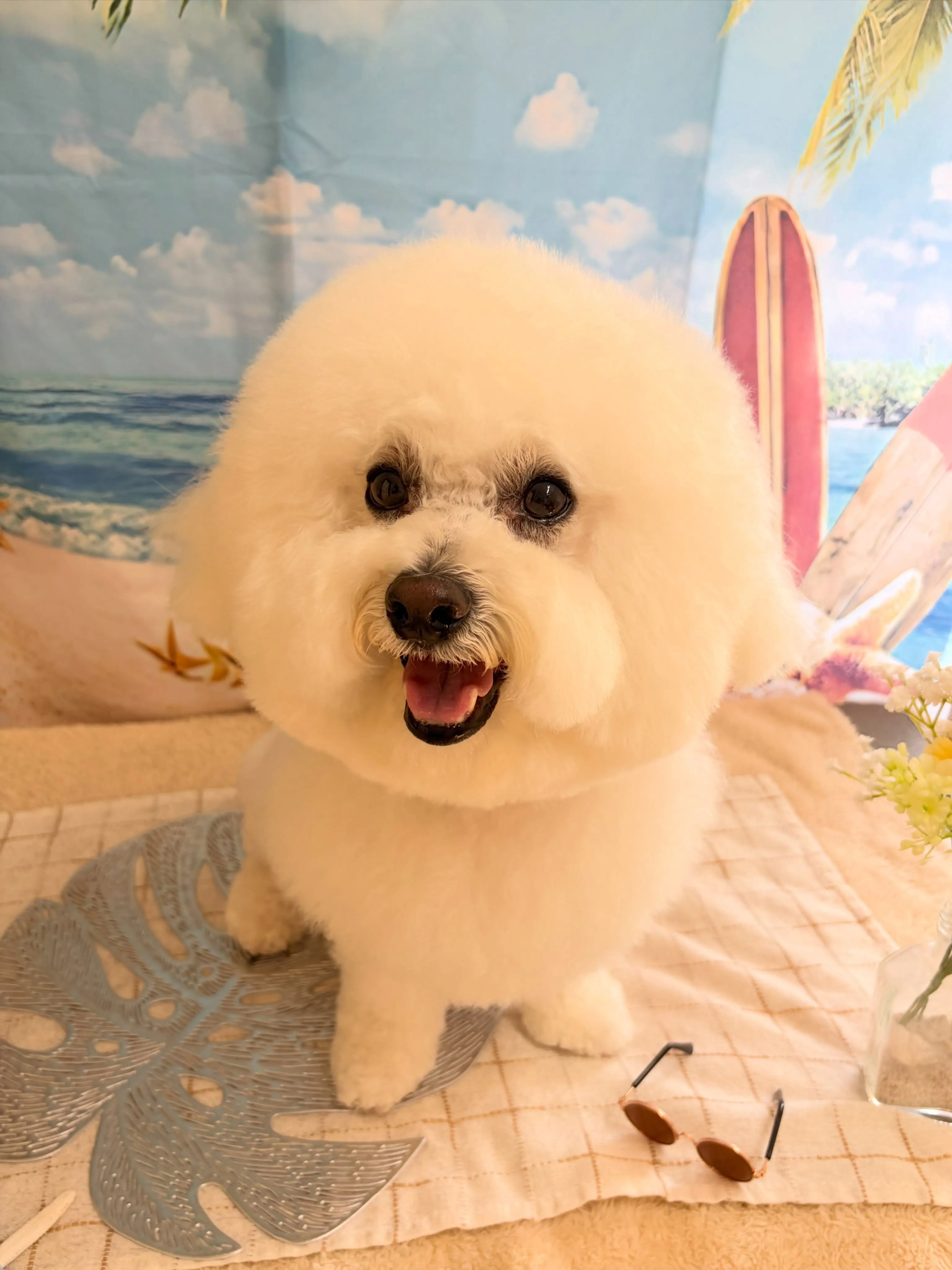 🍃7/20のトリミング🍃ビションフリーゼ🐶|名東区・千種区・...