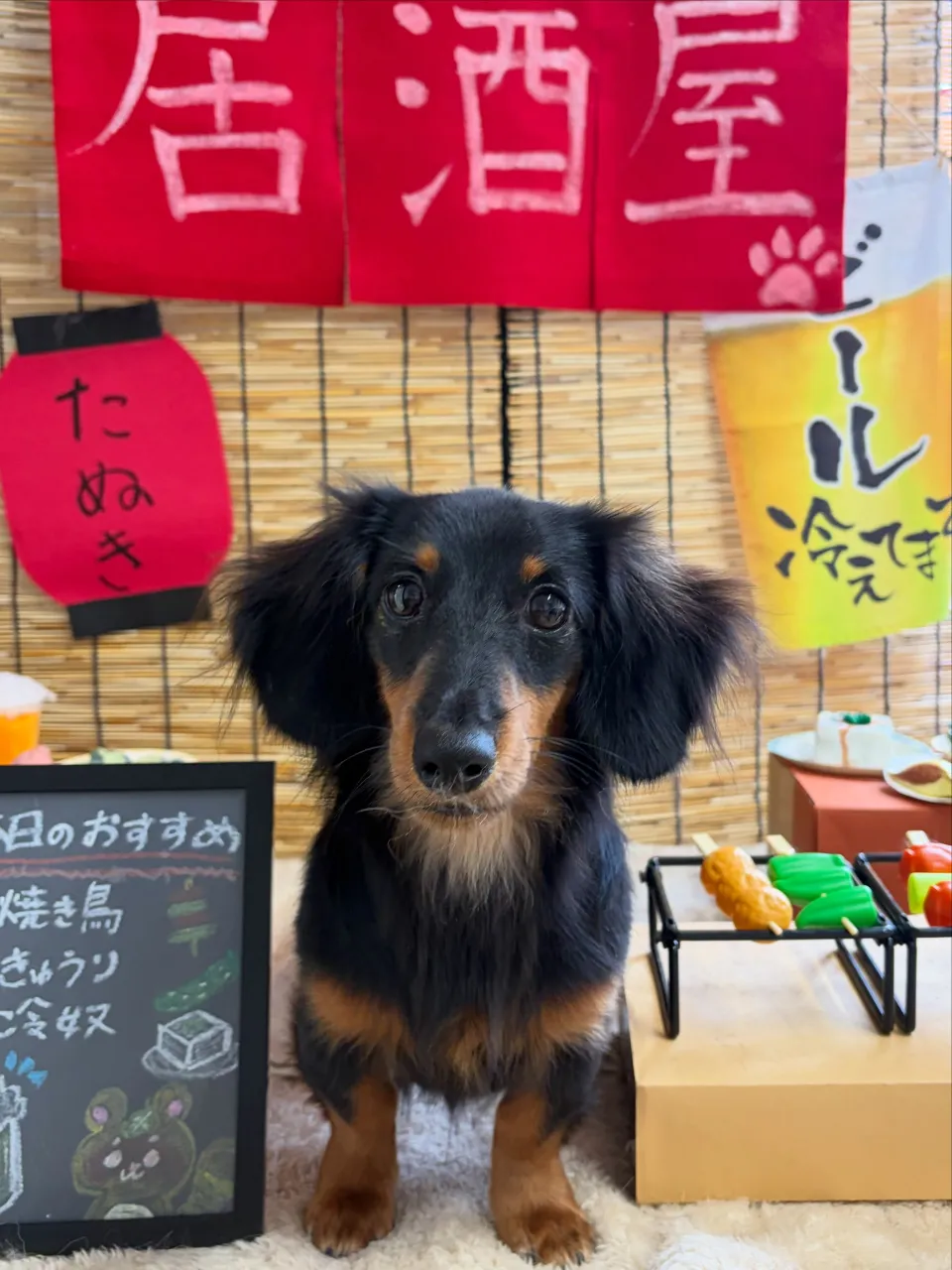 🍃9/15のトリミング🍃ダックス🐶|名東区・千種区・守山区の...