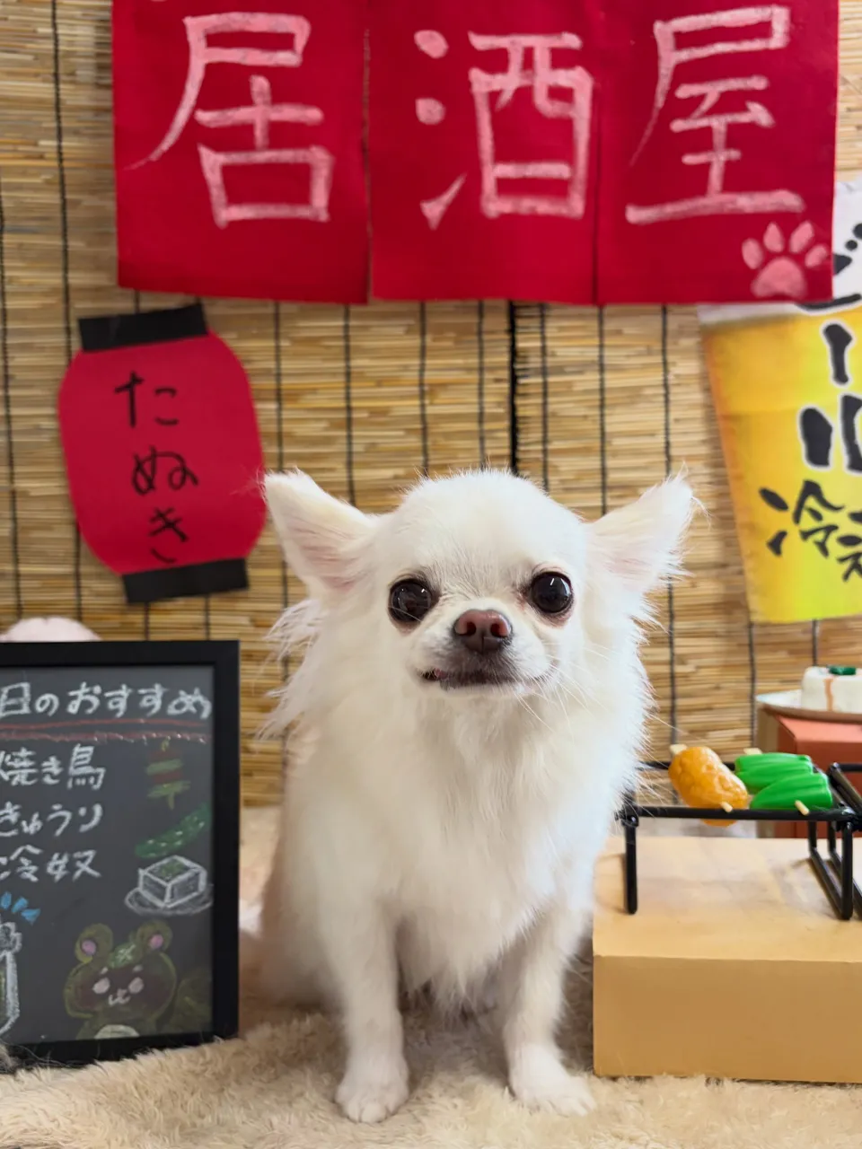 🍃9/15のトリミング🍃チワワ🐶|名東区・千種区・守山区の動...