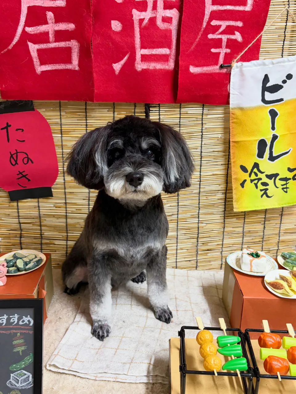 🍃9/15のトリミング🍃シュナウザー🐶|名東区・千種区・守山...